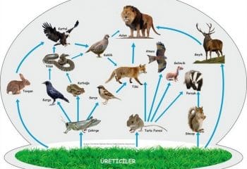 Canlılar ve Enerji İlişkileri