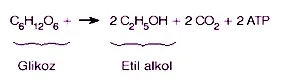 etil-alkol-fermantasyonu
