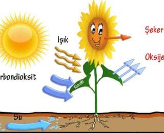 Enerji Dönüşümleri: Fotosentez