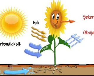 Enerji Dönüşümleri: Fotosentez