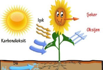Enerji Dönüşümleri: Fotosentez