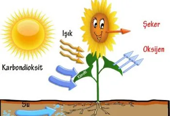 Enerji Dönüşümleri: Fotosentez