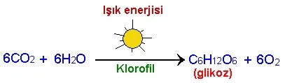 fotosentez-denklemi