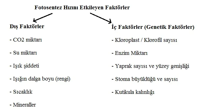 fotosentez-hizini-etkileyen-faktorler