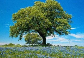 Hıdırellez’in Anlamı