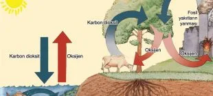 Enerji Dönüşümleri: Solunum