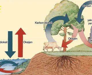 Enerji Dönüşümleri: Solunum