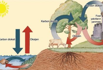 Enerji Dönüşümleri: Solunum
