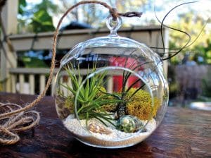 Terrariumun-yapilisi