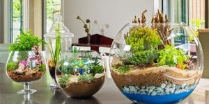 Terrarium (Teraryum) Nasıl Yapılır?