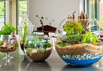 Terrarium (Teraryum) Nasıl Yapılır?