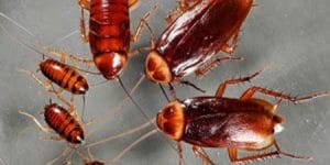 Hamam Böcekleri Hakkında 10 İlginç Bilgi