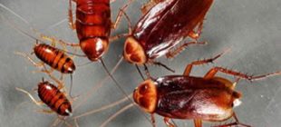 Hamam Böcekleri Hakkında 10 İlginç Bilgi