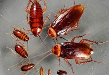 Hamam Böcekleri Hakkında 10 İlginç Bilgi