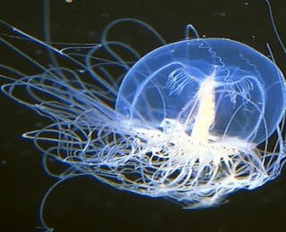 Dünyanın Ölümsüz Canlısı Turritopsis nutricula