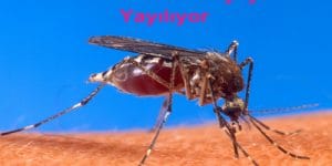 Zika Virüsü Nedir