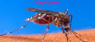Zika Virüsü Nedir