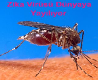 Zika Virüsü Nedir