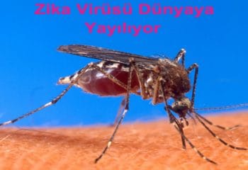 Zika Virüsü Nedir
