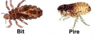 Bit ve Pire Arasındaki Farklar ve Benzerlikler