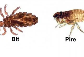 Bit ve Pire Arasındaki Farklar ve Benzerlikler