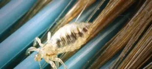 Bitler Hakkında İlginç Bilgiler