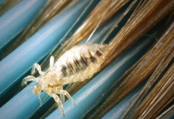 Bitler Hakkında İlginç Bilgiler