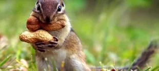 Dünyanın En Zeki Hayvanları