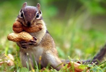 Dünyanın En Zeki Hayvanları