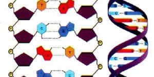 DNA ile İlgili Sorular ve Cevapları
