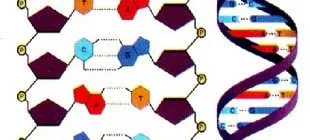 DNA ile İlgili Sorular ve Cevapları
