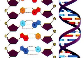 DNA ile İlgili Sorular ve Cevapları