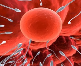 İnsanda Gelişim Dönemleri