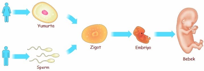 dollenme-buyume-ve-gelisme