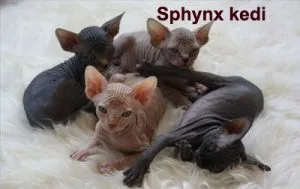sphynx-kedi