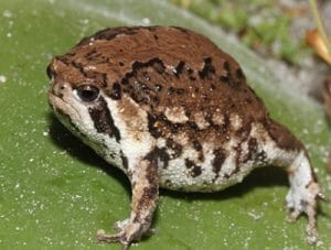 cape-yagmur-kurbagasi