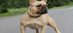 En Popüler Dişi Bulldog İsimleri