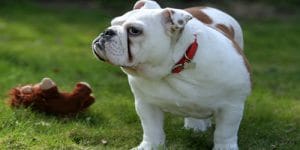En Popüler Erkek Bulldog İsimleri