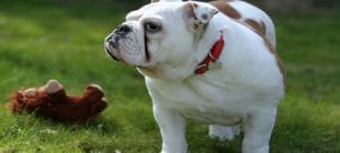 En Popüler Erkek Bulldog İsimleri