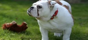 En Popüler Erkek Bulldog İsimleri