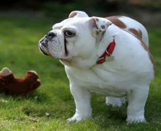 En Popüler Erkek Bulldog İsimleri