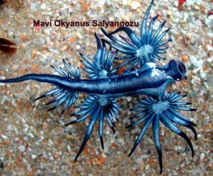mavi-okyanus-salyangozu