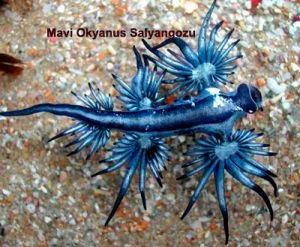 mavi-okyanus-salyangozu