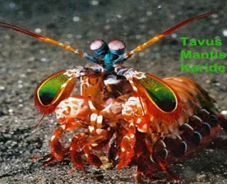 İlginç Görünümlü Sıradışı 6 Hayvan