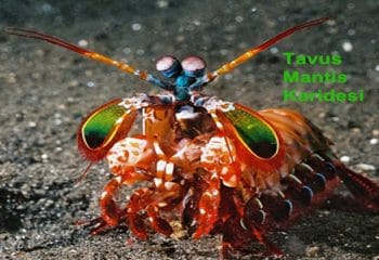 İlginç Görünümlü Sıradışı 6 Hayvan