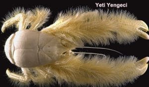 yeti-yengeci