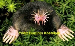yildiz-burunlu-kostebek