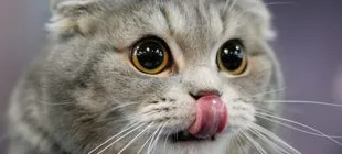 Kedi Maması Seçilirken Nelere Dikkat Edilmelidir