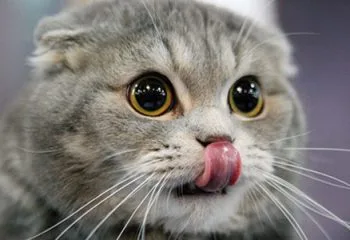 Kedi Maması Seçilirken Nelere Dikkat Edilmelidir