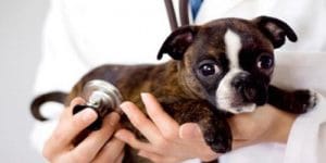 Evcil Köpeklerde Hastalık Belirtisi